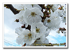 Cherry blossom