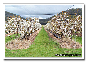 Trellised tree rows